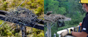 Line Crews Check Nesting Sites